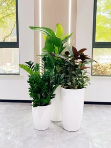 解锁前湾花木租摆，邂逅专属的绿色空间魅力！><div class=